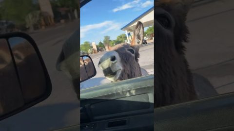 Friendly Donkey || ViralHog