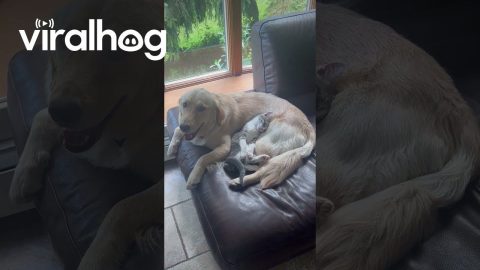 Kitten Resting Peacefully on Patient Golden Retriever’s Belly || ViralHog