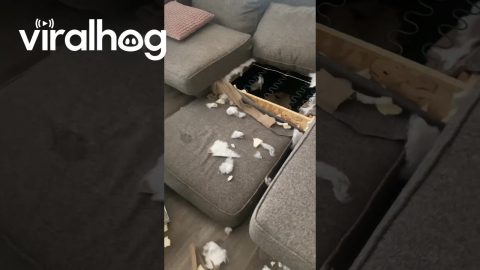 Dog Caught With Paw Print on Destroyed Couch || ViralHog