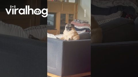 Extra-Large Pug Loaf Dents Couch Cushions || ViralHog