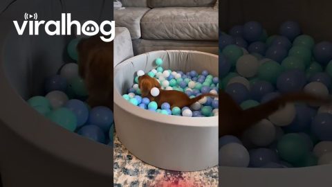 Puppy Gets Its Very Own Ball Pit || ViralHog
