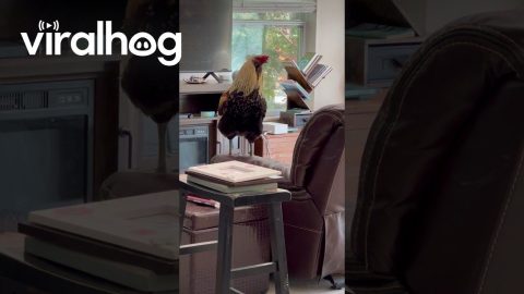 Grieving Rooster Looks for Grandma || ViralHog