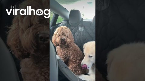 Car's Fart Feature Confuses Dogs || ViralHog