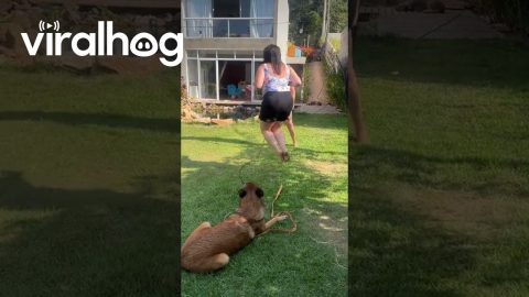 Retired Police Dog Jumps Rope In Spare Time || ViralHog