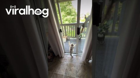 Kitten and Squirrel Play Through Screen Door || ViralHog