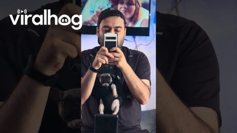 My Faithful Gym Puppy || ViralHog