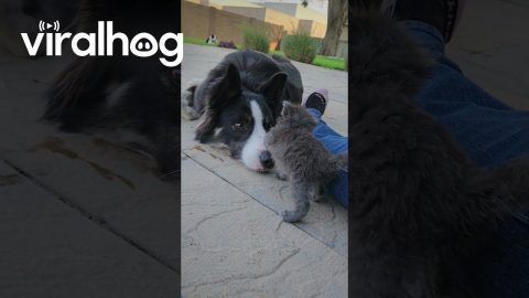 Pup's Pure Joy At New Kitten Friend || ViralHog