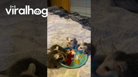 Baby Opossums Have a Fruit Party || ViralHog