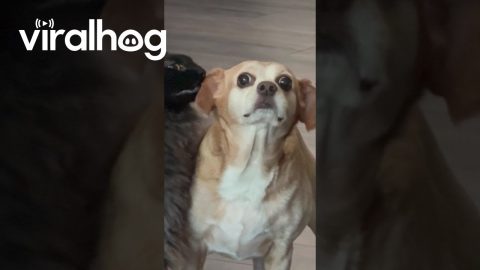 Scaredy Dog || ViralHog