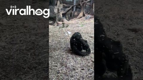 Somersaulting Baby Gorilla || ViralHog