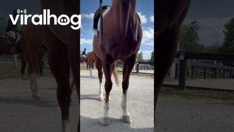 Benny Is Show Arena Ready || ViralHog
