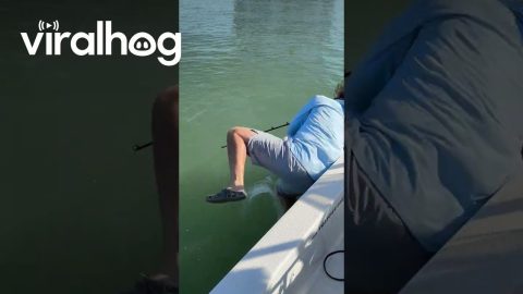 Tarpon Fishing Becomes Contact Sport || ViralHog