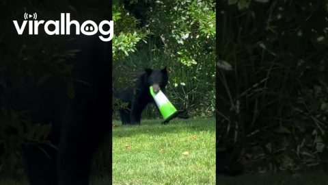 Black Bear Cub on Safety Patrol || ViralHog