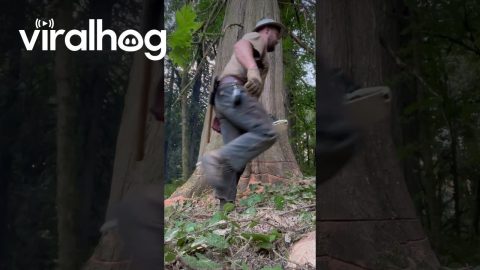 Cutting Down a Huge Cedar Tree || ViralHog