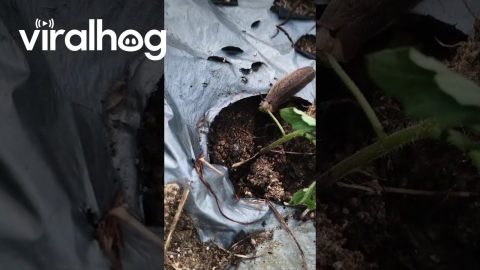Slug Eating a Mino Plant || ViralHog