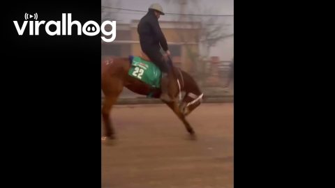 Bucking Horse in the Front of a Horse Raid || ViralHog