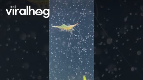 The Flight of a Red Nose Shrimp || ViralHog