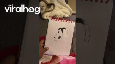 Girl's Portrait Session Produces Surprising Results || ViralHog