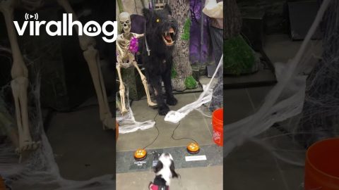 Dazzle Says, Witch Betta Have My Treat! || ViralHog