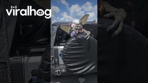 Gremlins Takeover Jeep || ViralHog