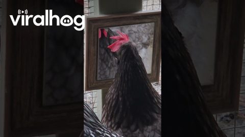 Chicken Admires Herself In Mirror || ViralHog