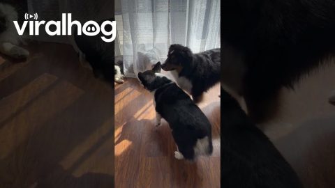 Corgi Plays a Sneaky Prank || ViralHog