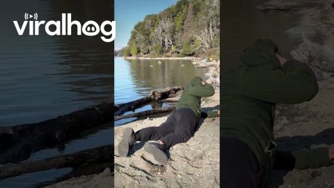 Sleeping Man Awoken By Mooing Beach Cow || ViralHog