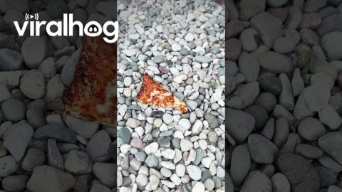 Kind Man Shares Whole Slice of Pizza with Baby Mouse || ViralHog