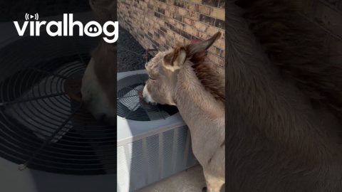 Donkey Cools Off With AC || ViralHog