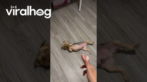 Dramatic Yorkie's Theatrical Bang Trick || ViralHog