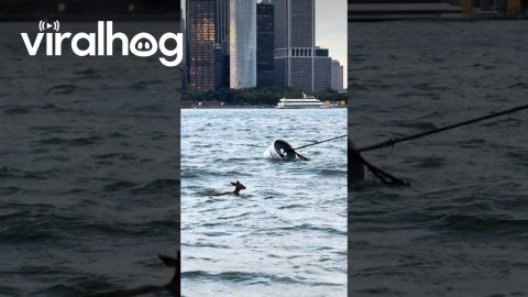 Deer Spotted Swimming Outside NYC || ViralHog