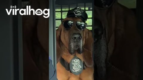 Mrs. Officer Dog is Ready to Serve || ViralHog