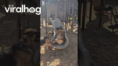 Dogs Determined To Climb Slide || ViralHog