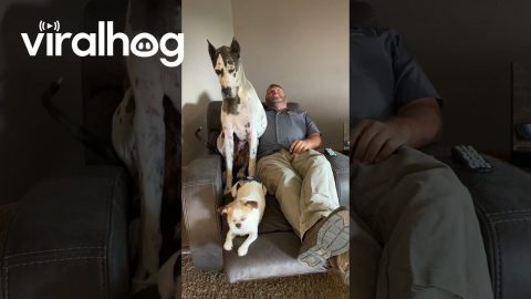 Great Dane Doesn't Fit In Occupied Recliner || ViralHog