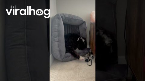 Forgot to Put the Dog Bed Back After Vacuuming || ViralHog