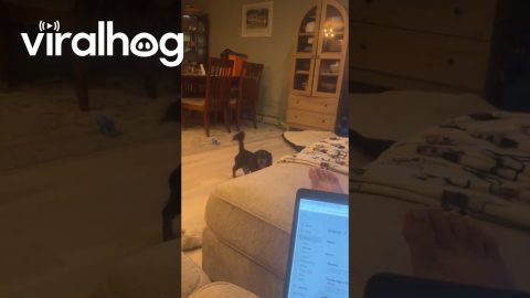 Dachshund Gymnast in Training || ViralHog