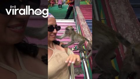 Monkey Grabs Woman's Earing || ViralHog