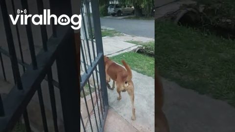 Dog Opens a Gate on His Own || ViralHog