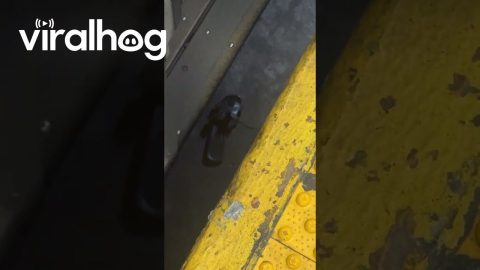 Sandal Needs Rescuing From NYC Subway || ViralHog