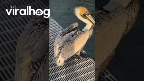 Fake Pelican || ViralHog