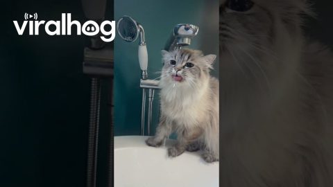 Behold! Opal Drinking Out of the Tub Faucet || ViralHog