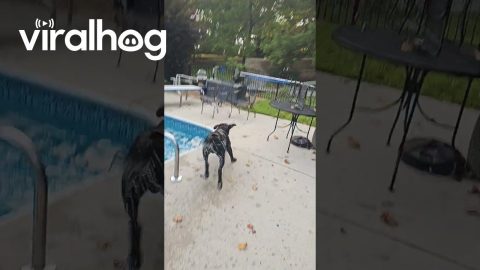Lab Loves Labor Day Diving || ViralHog