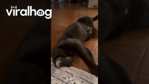Void Cat Covered In Sparkling Glitter || ViralHog