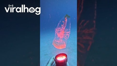 Transparent Sea Salp || ViralHog