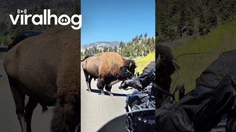 Bison Whisperer || ViralHog
