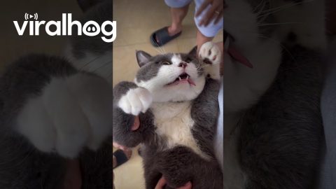 Catnip Sends Cat To Another Universe || ViralHog