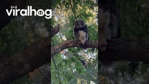 Owl Steals Lamb Chop Stuffie From Dogs || ViralHog