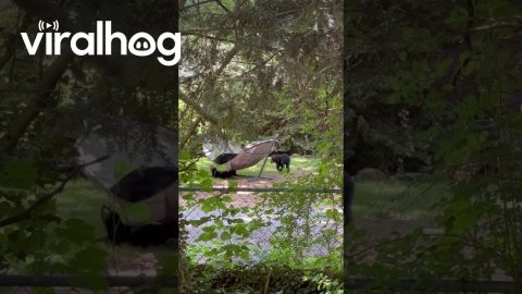 Bear Family Relaxes in a Hammock || ViralHog