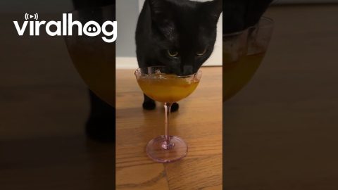 Halloween Kitty's Pumpkin Mocktail || ViralHog