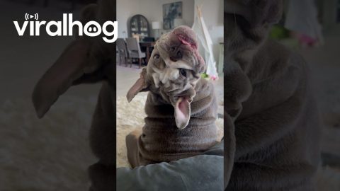 Bulldog Puppy Smiles With Lower Teeth || ViralHog